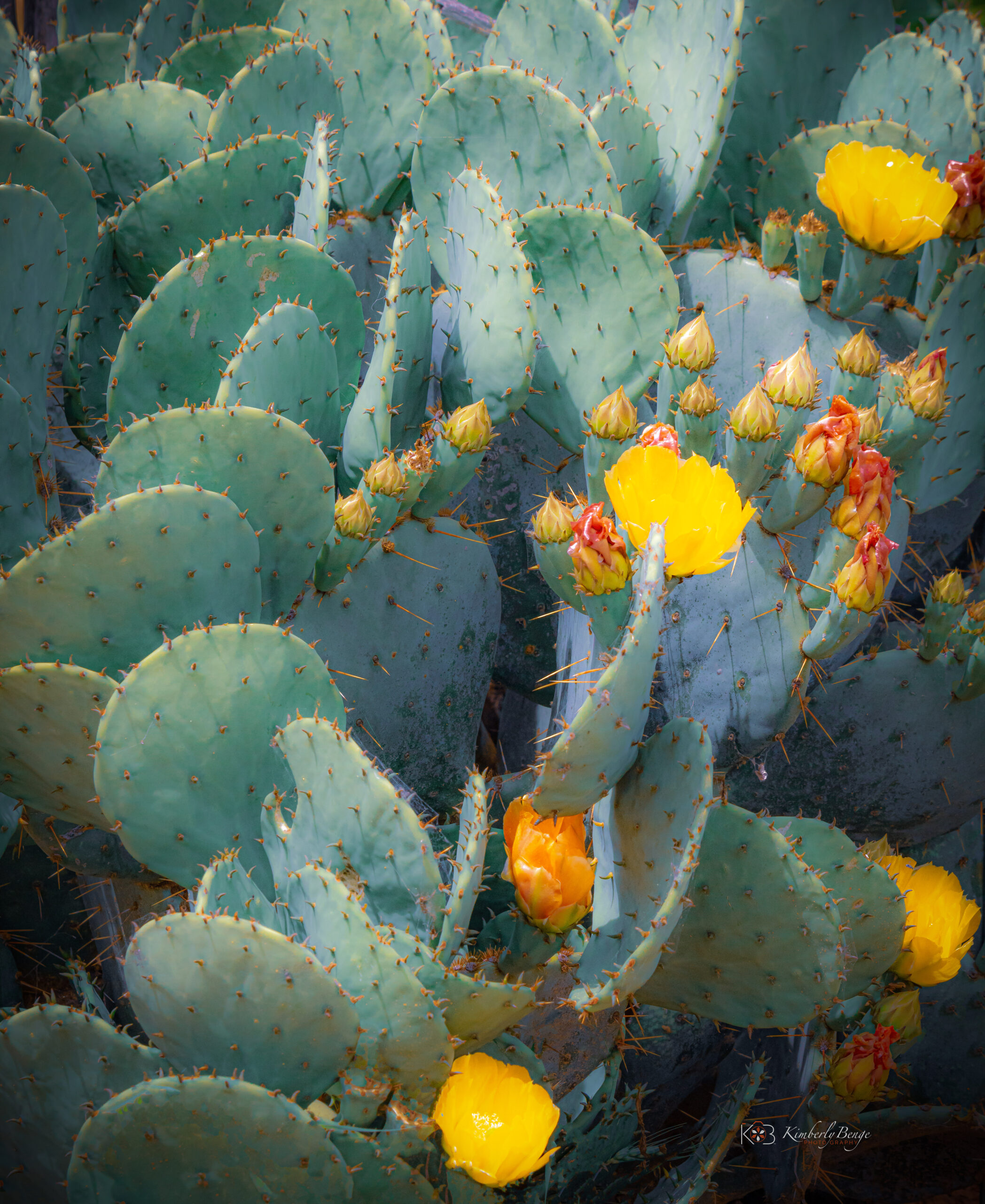 Cactus Flower of Texas_Photgraphic Art